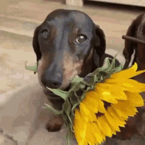 Giphy-ThankYou-flower-dogs Thank You Moving Gif